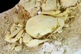 Fossil Crab (Potamon) Preserved in Travertine - Turkey #146289-3